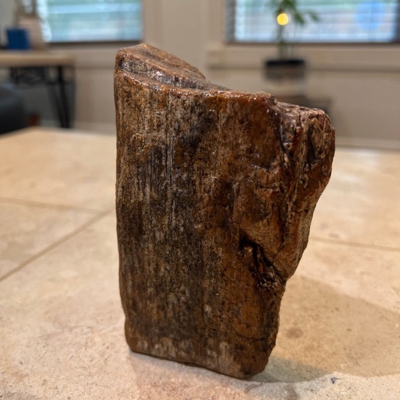 petrified wood - Picture 4 of 10